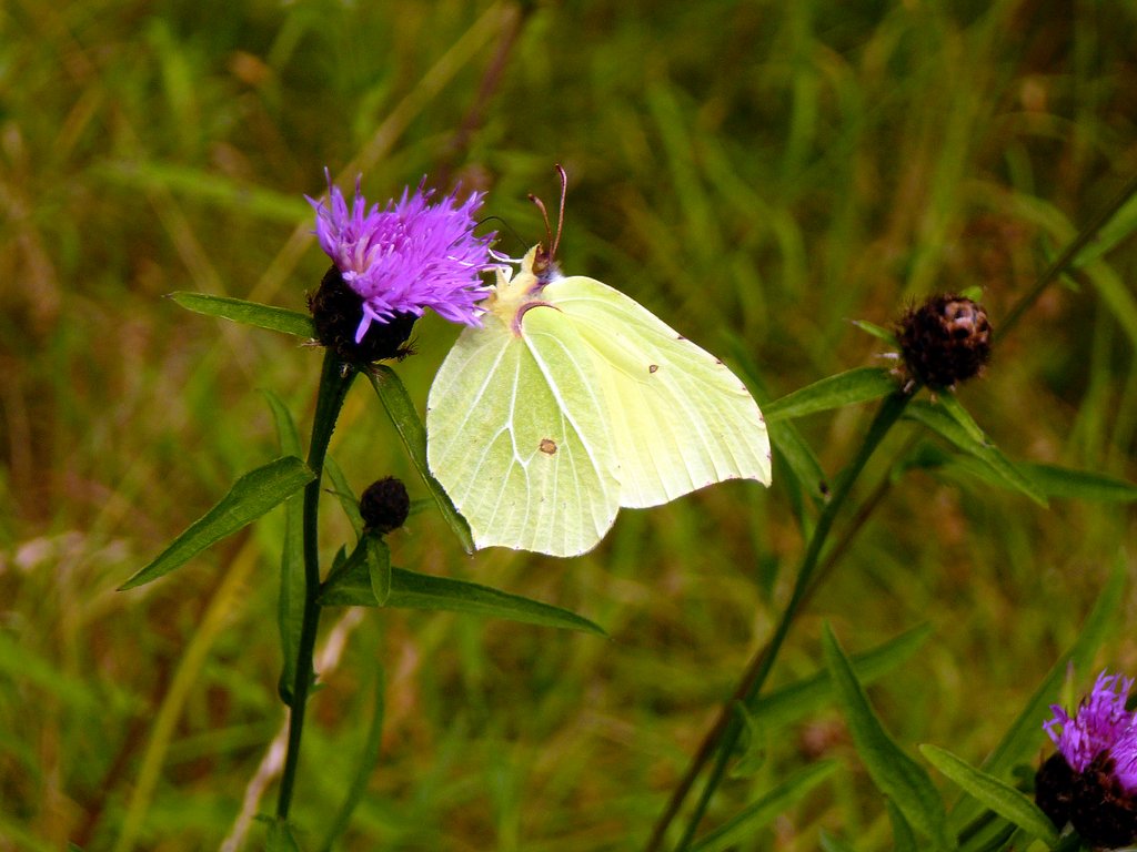 Citron sur Centaurée